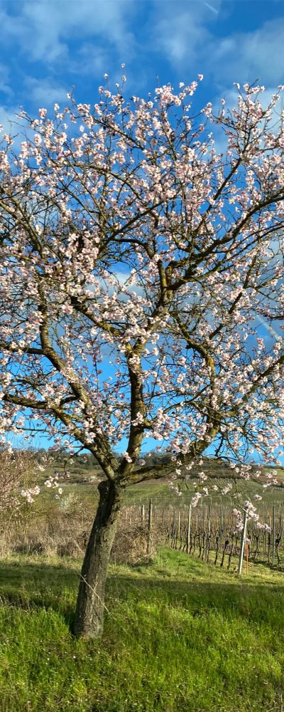 Kirschblüte